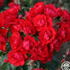 Heirloom Roses Black Forest Rose® Outlet