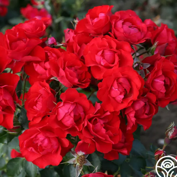 Heirloom Roses Black Forest Rose® Outlet