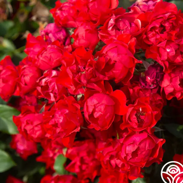 Heirloom Roses Black Forest Rose® Outlet