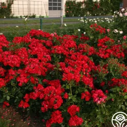 Heirloom Roses Black Forest Rose® Outlet
