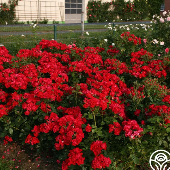 Heirloom Roses Black Forest Rose® Outlet