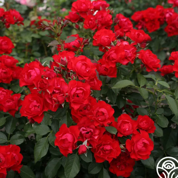 Heirloom Roses Black Forest Rose® Outlet