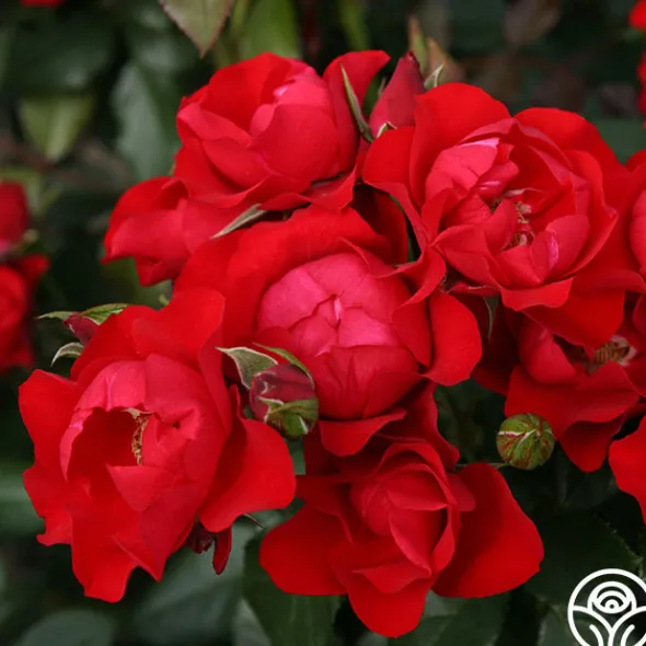 Heirloom Roses Black Forest Rose® Outlet