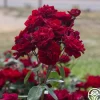 Heirloom Roses Black Ice™ Best