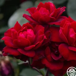 Heirloom Roses Black Ice™ Best