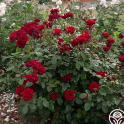 Heirloom Roses Black Ice™ Best