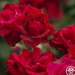 Heirloom Roses Black Ice™ Best
