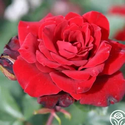 Heirloom Roses Black Ice™ Best