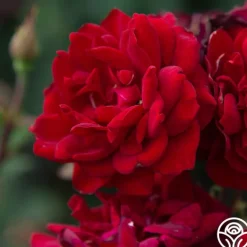 Heirloom Roses Black Ice™ Best