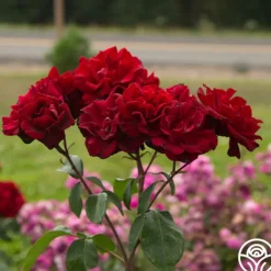 Heirloom Roses Black Ice™ Best