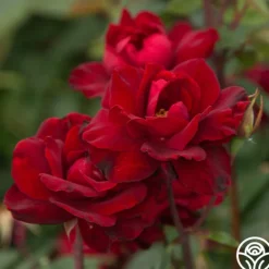 Heirloom Roses Black Ice™ Best
