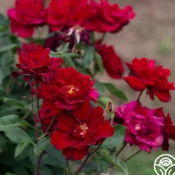 Heirloom Roses Black Ice™ Best