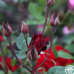 Heirloom Roses Black Ice™ Best