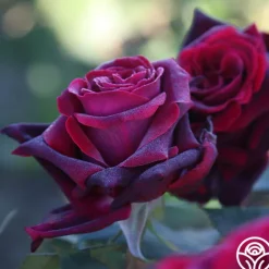 Heirloom Roses Black Lady™