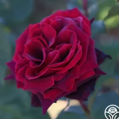 Heirloom Roses Black Lady™