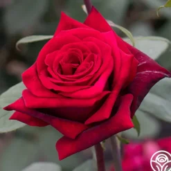 Heirloom Roses Black Lady™