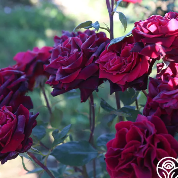 Heirloom Roses Black Lady™