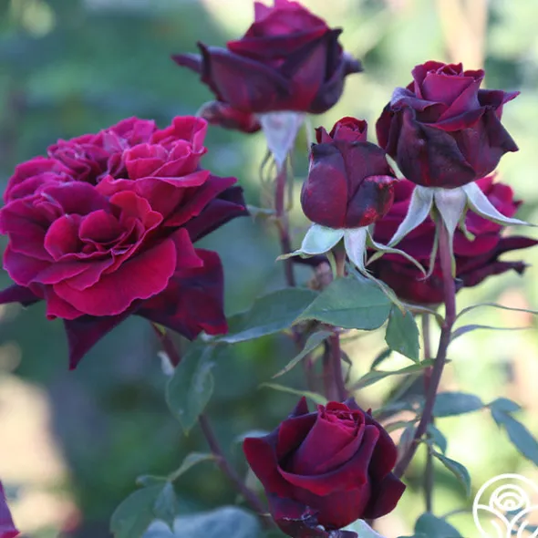 Heirloom Roses Black Lady™