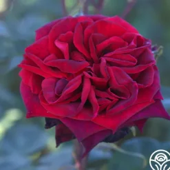 Heirloom Roses Black Lady™