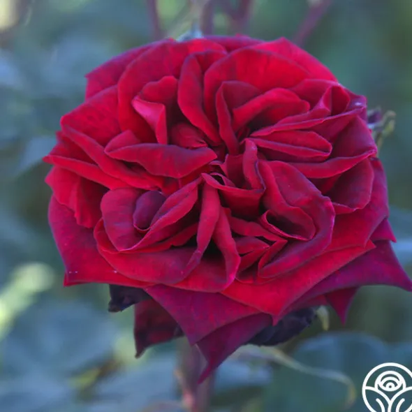 Heirloom Roses Black Lady™