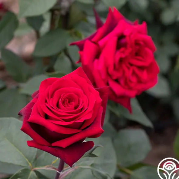 Heirloom Roses Black Lady™