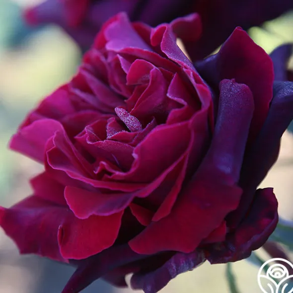 Heirloom Roses Black Lady™