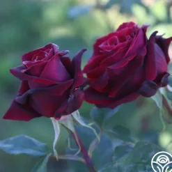 Heirloom Roses Black Lady™