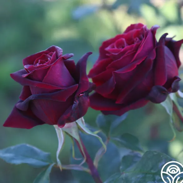 Heirloom Roses Black Lady™