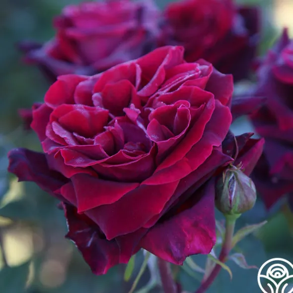 Heirloom Roses Black Lady™