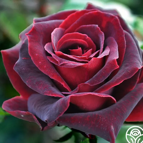 Heirloom Roses Black Pearl