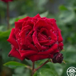 Heirloom Roses Black Pearl