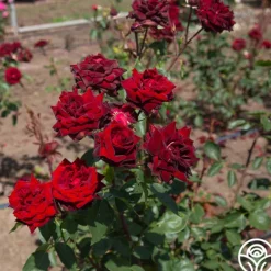 Heirloom Roses Black Pearl