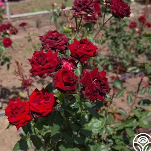 Heirloom Roses Black Pearl