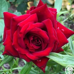Heirloom Roses Black Pearl