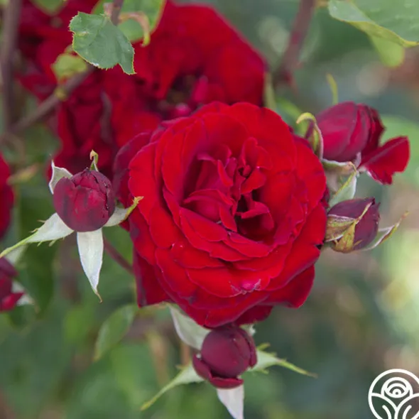 Heirloom Roses Black Pearl