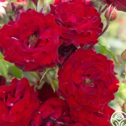 Heirloom Roses Black Pearl