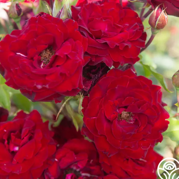 Heirloom Roses Black Pearl
