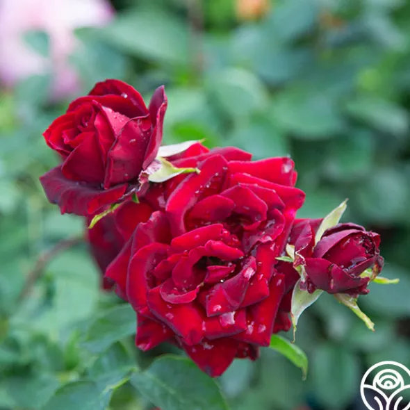 Heirloom Roses Black Pearl