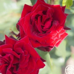 Heirloom Roses Black Pearl
