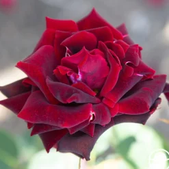 Heirloom Roses Black Pearl