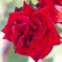 Heirloom Roses Black Pearl