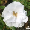Heirloom Roses Blanc Double de Coubert