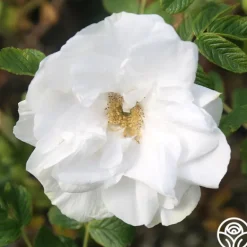 Heirloom Roses Blanc Double de Coubert