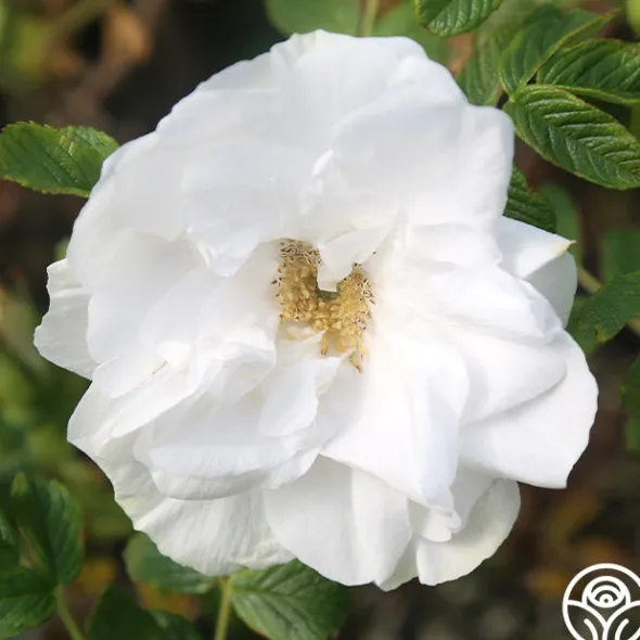 Heirloom Roses Blanc Double de Coubert