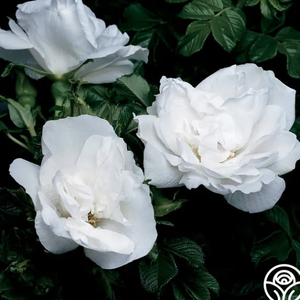 Heirloom Roses Blanc Double de Coubert