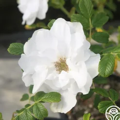 Heirloom Roses Blanc Double de Coubert