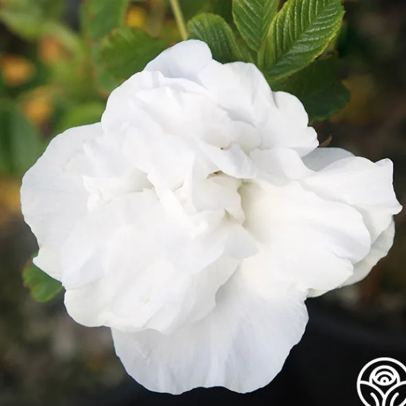 Heirloom Roses Blanc Double de Coubert