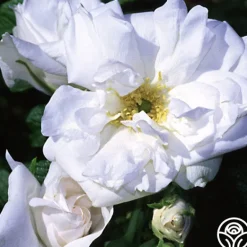 Heirloom Roses Blanc Double de Coubert