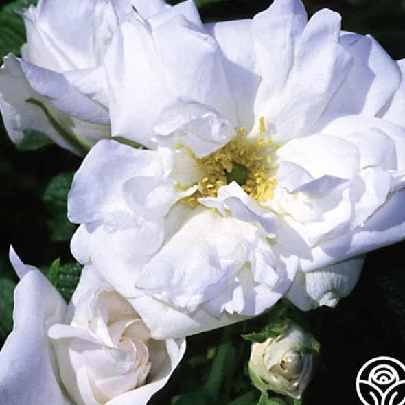 Heirloom Roses Blanc Double de Coubert