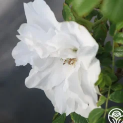 Heirloom Roses Blanc Double de Coubert